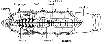 earthworm dissection internal